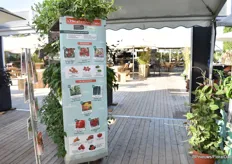 Voltz Horticulture recently started a cooperation with Meine schöner Garden. “Every year we present 8 new varieties. We did it already in France with Rustica and it has been a succes.”
